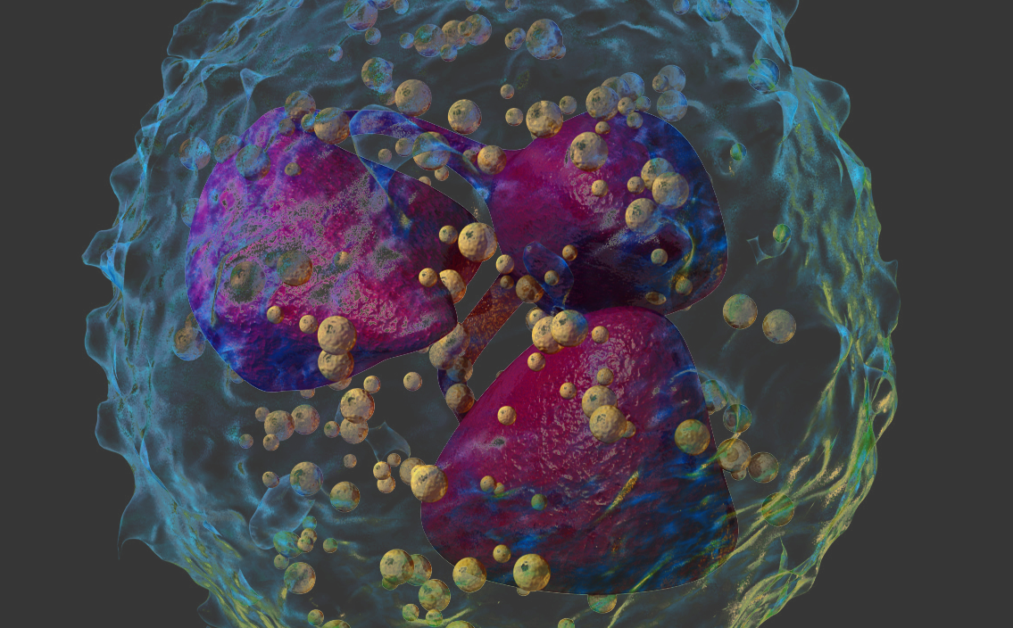AKAedit_Blausen_Neutrophil
