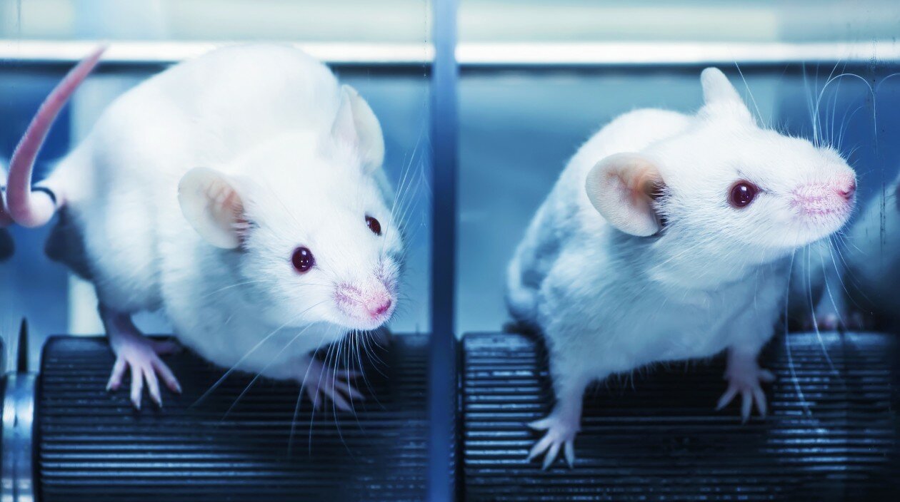 mousecrop