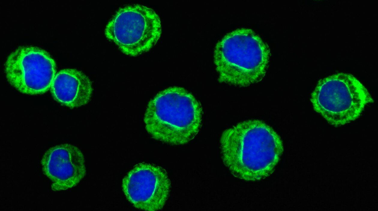 neutrophil_crop